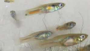 Jak krmit guppy - živé a suché krmivo. Otec společnost tetra. Krmiva mfg. Pravidla krmení.